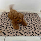 ⏳Black Friday SALE 50% OFF!🔥Premium Re-Useable Accident-Proof Puppy Pads🐾 (Kitten & Other Pets)